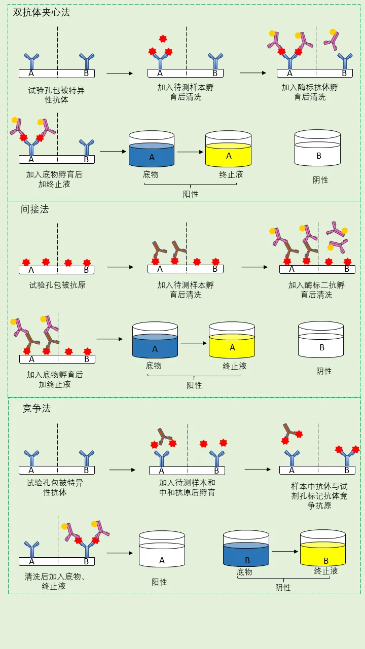 elisa檢測(cè)步驟