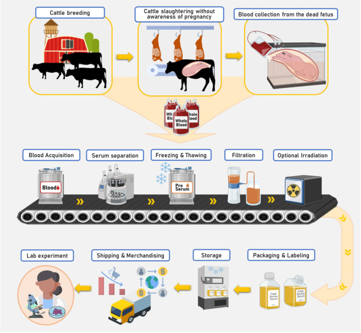 胎牛血清供應(yīng)鏈